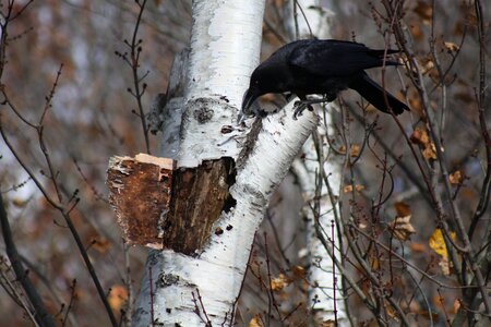 Crow forest gray forest