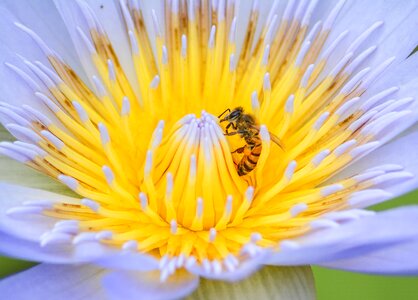 Spring honey garden photo