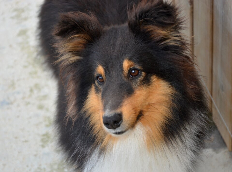 Canine portrait animal