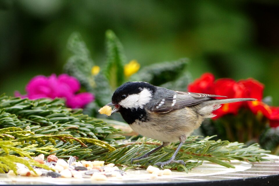 Coal tit periparus ater songbird