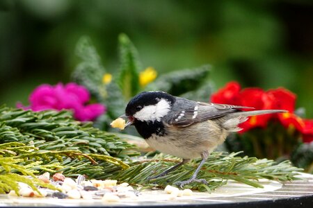 Coal tit periparus ater songbird