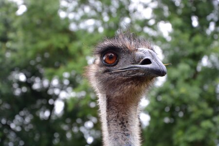 Zoo wild emu zoo photo