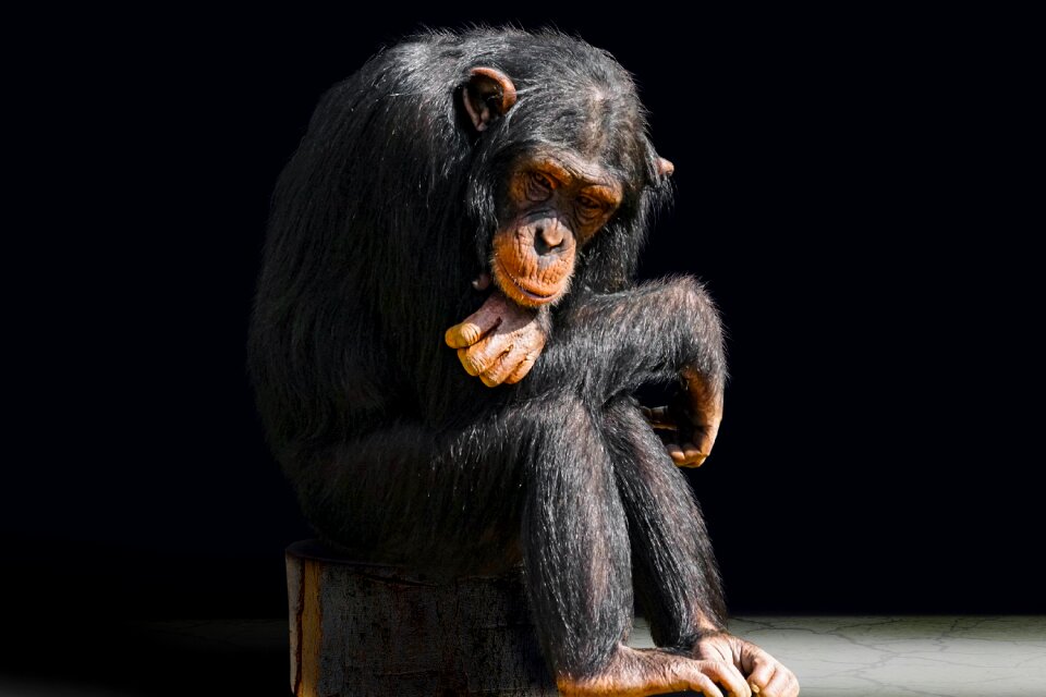 Boredom chimpanzee portrait