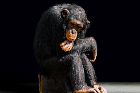 Boredom chimpanzee portrait