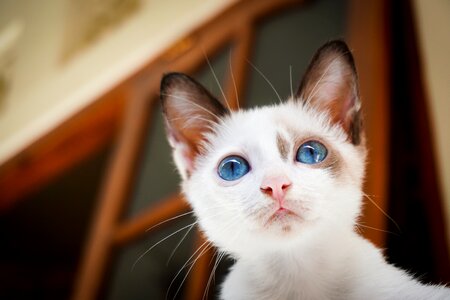 Blue eyes animal