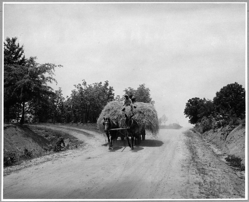 Harmony Community, Putnam County, Georgia. A wagon-load of oat hay coming in from the field. These o . . . - NARA - 521333