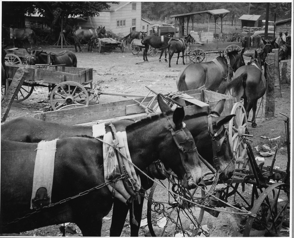 Harmony Community, Putnam County, Georgia. The hitching lot is back of the buildings facing on the c . . . - NARA - 521240