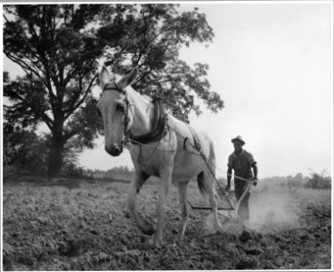 Harmony Community, Putnam County, Georgia.... Corn is not a commercial crop in Putnam County, but it . . . - NARA - 521339