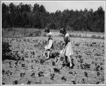 Harmony Community, Putnam County, Georgia. Every owner and most tenants have some gardens. These gir . . . - NARA - 521346 photo