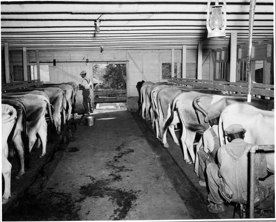 Harmony Community, Putnam County, Georgia. These pictures were taken inside the newest and best dair . . . - NARA - 521310