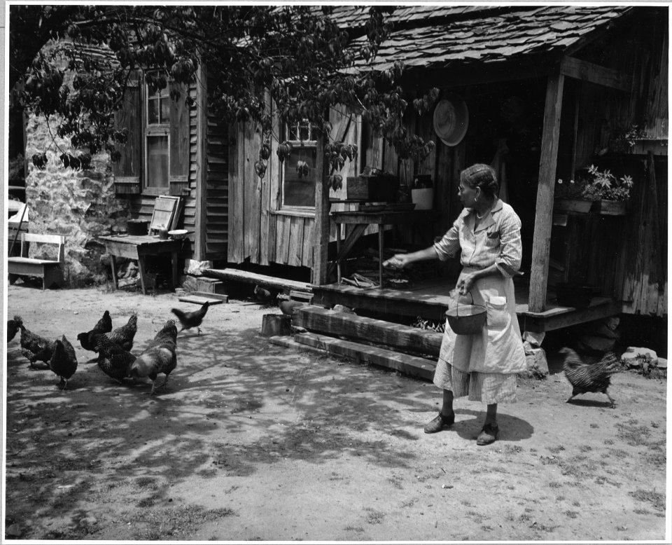 Harmony Community, Putnam County, Georgia.... Every operator in Harmony raises chickens enough to su . . . - NARA - 521345