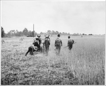 Harmony Community, Putnam County, Georgia.... Binders are not uncommon on large farms, but those who . . . - NARA - 521331