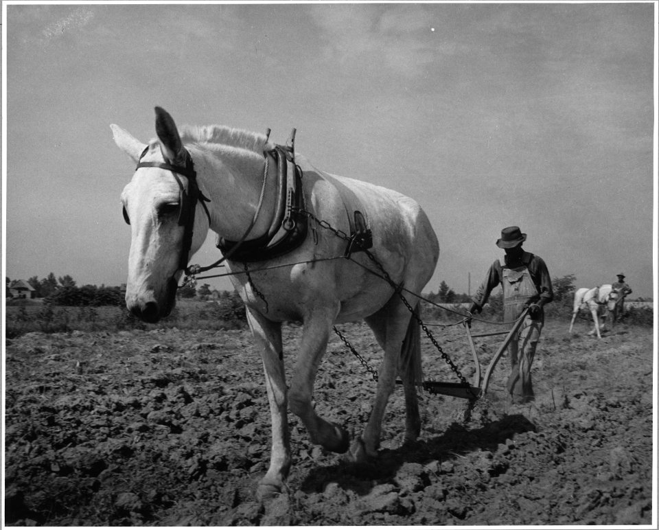 Harmony Community, Putnam County, Georgia.... Corn is not a commercial crop in Putnam County, but it . . . - NARA - 521340