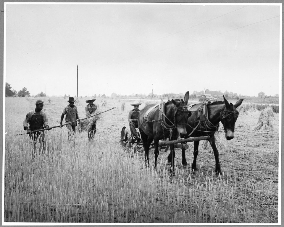 Harmony Community, Putnam County, Georgia.... Binders are not uncommon on large farms, but those who . . . - NARA - 521329