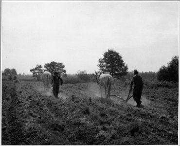 Harmony Community, Putnam County, Georgia.... Corn is not a commercial crop in Putnam County, but it . . . - NARA - 521338