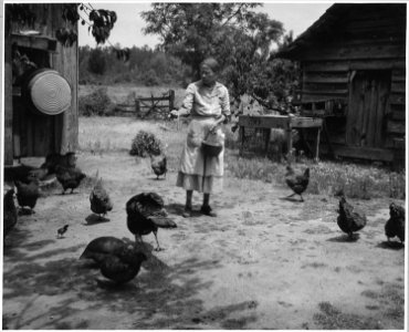 Harmony Community, Putnam County, Georgia.... Every operator in Harmony raises chickens enough to su . . . - NARA - 521344 photo