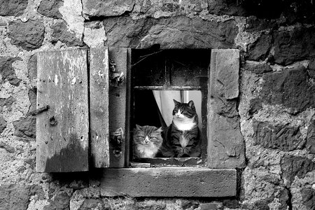 Stone cats stone wall photo