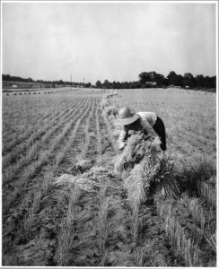 Harmony Community, Putnam County, Georgia.... The grain in this small field was cradled by hand. Her . . . - NARA - 521326