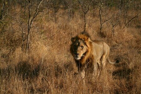 Male lion lion wildlife photo
