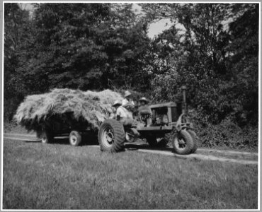 Harmony Community, Putnam County, Georgia.... The owner of Harmony's best farm brings in his oat hay . . . - NARA - 521334
