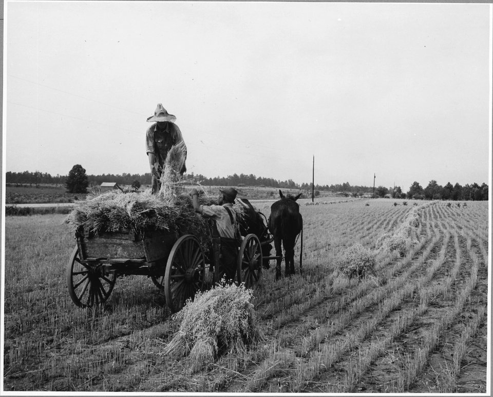Harmony Community, Putnam County, Georgia.... The grain in this small field was cradled by hand. Her . . . - NARA - 521327