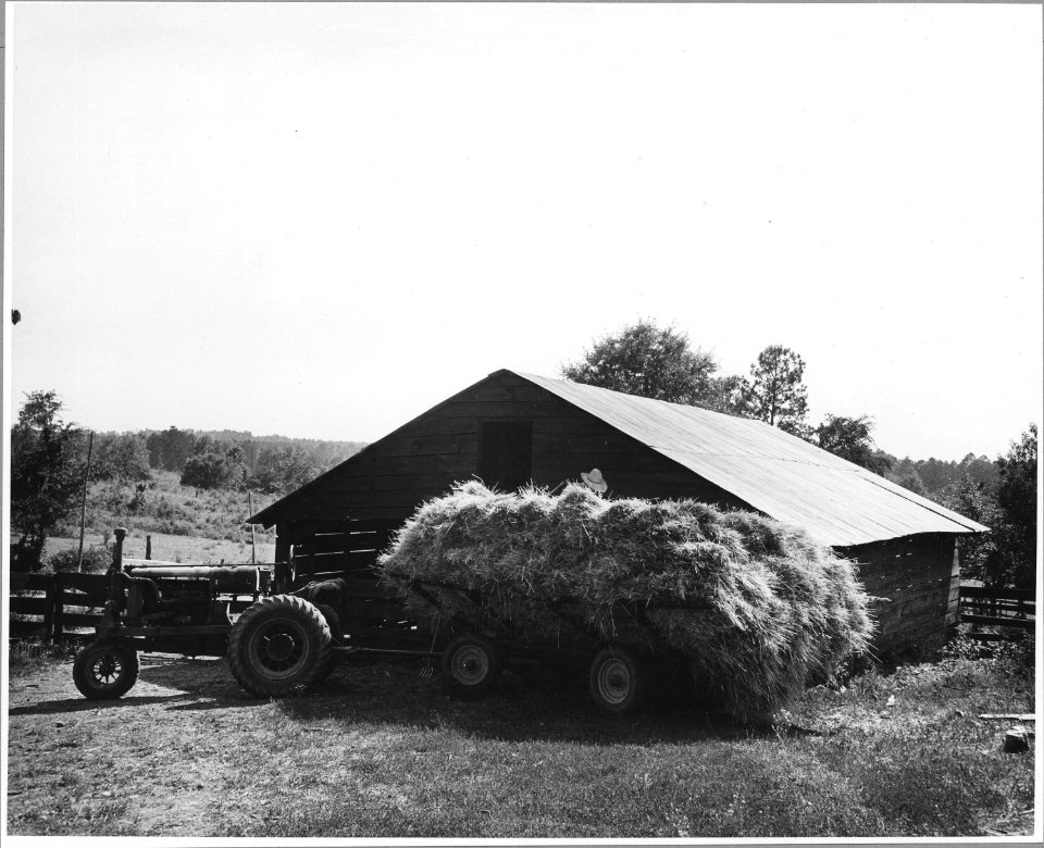 Harmony Community, Putnam County, Georgia.... The owner of Harmony's best farm brings in his oat hay . . . - NARA - 521335