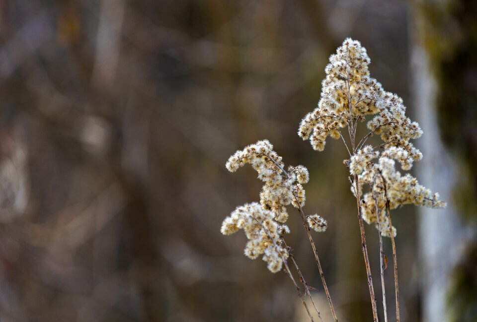 Nature flower season