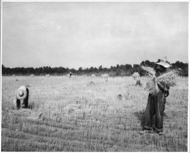 Harmony Community, Putnam County, Georgia.... The grain in this small field was cradled by hand. Her . . . - NARA - 521324