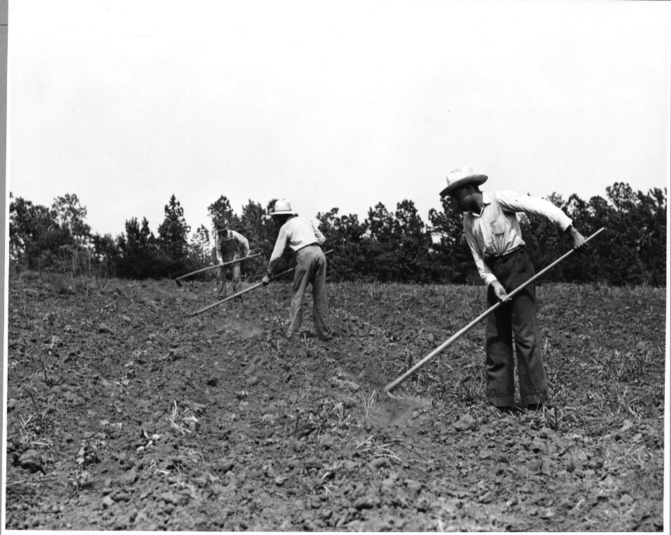 Harmony Community, Putnam County, Georgia.... When the cotton is three or four weeks old, the rows o . . . - NARA - 521343