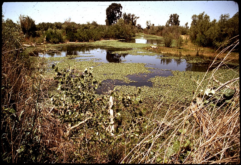 GROWTH OF WATER HYACINTHS IN THE MERCED RIVER AND SLOW FLOW FROM EXCHEQUER DAM CAUSE SILTATION, - NARA - 542554