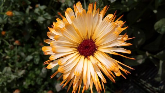 Garden color summer