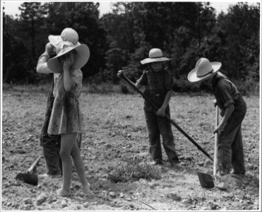 Harmony Community, Putnam County, Georgia.... When the cotton is three or four weeks old, the rows o . . . - NARA - 521342