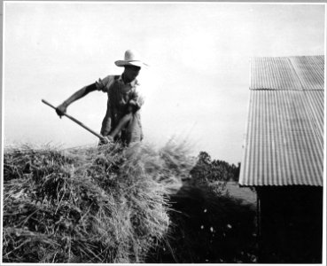 Harmony Community, Putnam County, Georgia.... The owner of Harmony's best farm brings in his oat hay . . . - NARA - 521336 photo