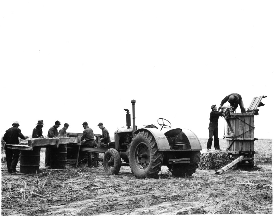 Haskell County, Kansas. Bailing sorghum stalks that were left out over the Winter. The heads are tri . . . - NARA - 522100