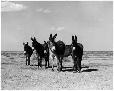 Haskell County, Kansas. Miscellaneous scenes - group of mules. - NARA - 522174 photo