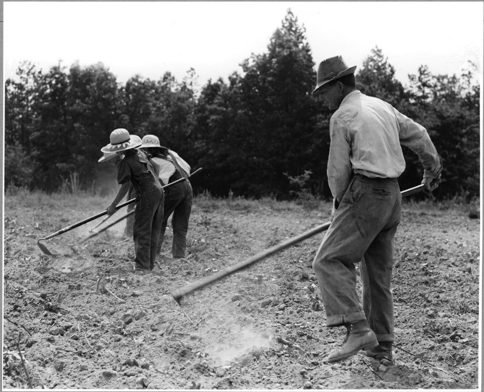Harmony Community, Putnam County, Georgia.... When the cotton is three or four weeks old, the rows . . . - NARA - 521341