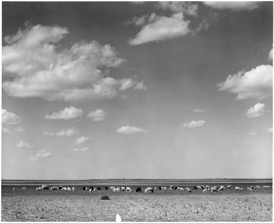 Haskell County, Kansas. Sheep. Most of the farmers here have at one time or another raised cattle, a . . . - NARA - 522116