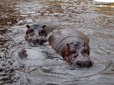 Animal swim rest