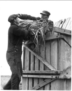 Haskell County, Kansas. Bailing sorghum stalks that were left out over the Winter. The heads are tri . . . - NARA - 522102
