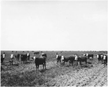 Haskell County, Kansas. In the Fall, when the wheat comes up and the fields are green, carloads of w . . . - NARA - 522121