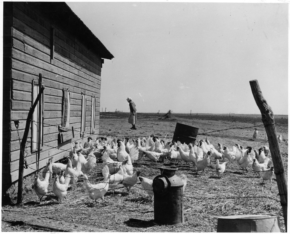Haskell County, Kansas. Miscellaneous scenes - Chicken yard with woman in background. - NARA - 522123