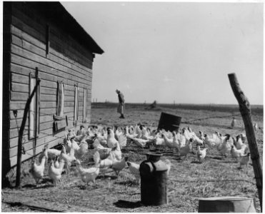 Haskell County, Kansas. Miscellaneous scenes - Chicken yard with woman in background. - NARA - 522123 photo