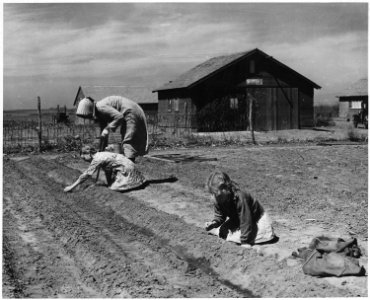 Haskell County, Kansas. Miscellaneous scenes - woman and two small girls working in a garden. - NARA - 522175 photo