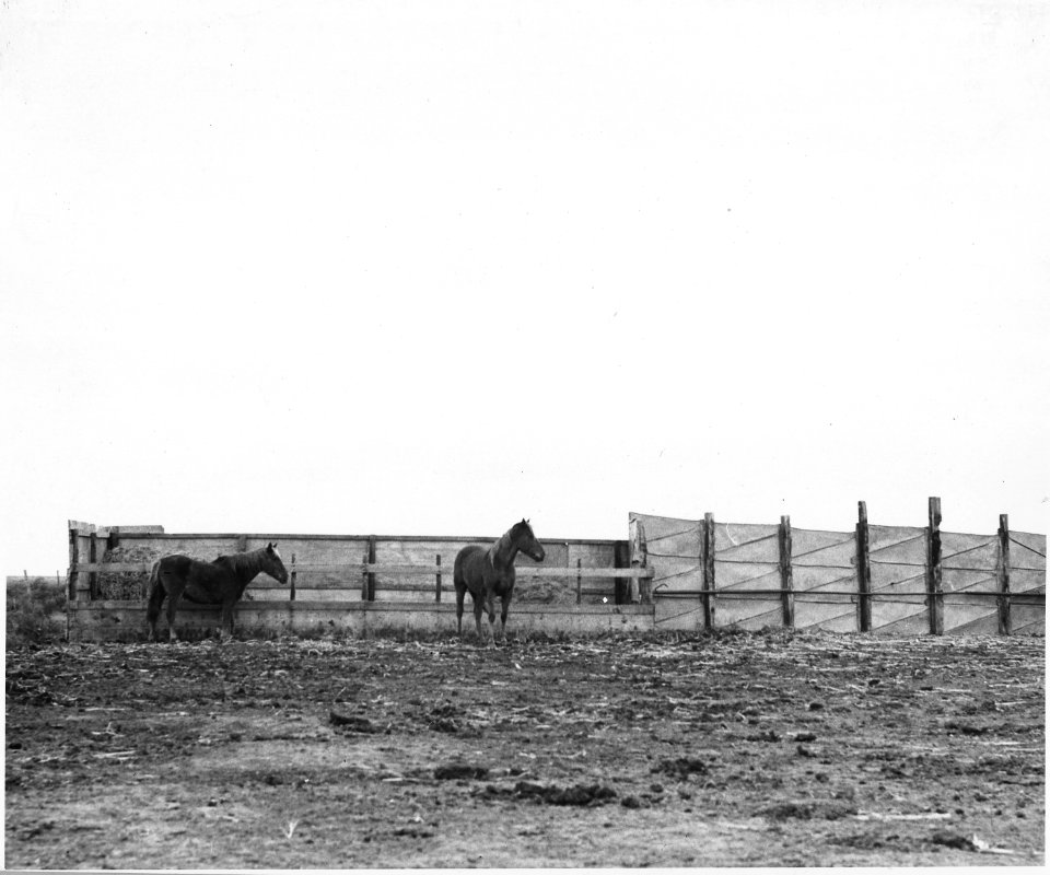 Haskell County, Kansas. This picture shows horses standing behind a windbreak. Horses are not common . . . - NARA - 522120