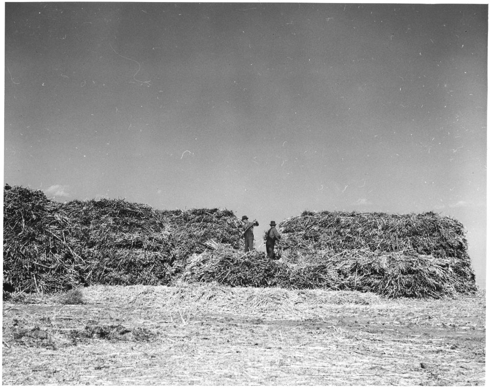 Haskell County, Kansas. This farmer left his maize out all winter. Some of it got caught by the rain . . . - NARA - 522099