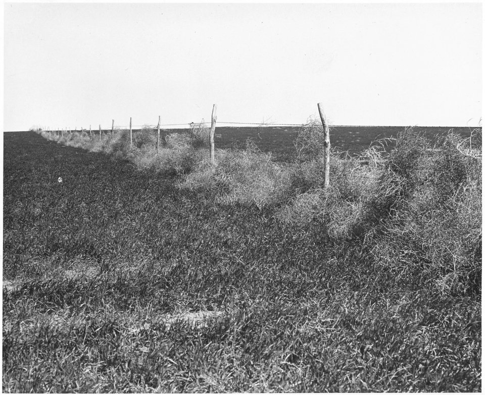 Haskell County, Kansas. Tumbleweeds pile up along the fences and in the ditches. - NARA - 522107