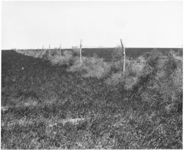 Haskell County, Kansas. Tumbleweeds pile up along the fences and in the ditches. - NARA - 522107