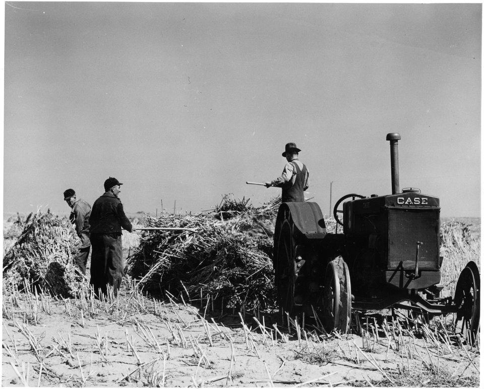 Haskell County, Kansas. This farmer left his maize out all winter. Some of it got caught by the rain . . . - NARA - 522098