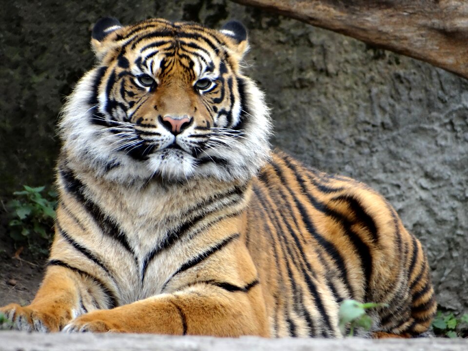 Tiger mammal cat photo