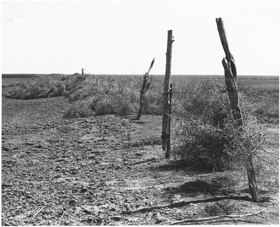 Haskell County, Kansas. Tumbleweeds pile up along the fences and in the ditches. - NARA - 522108
